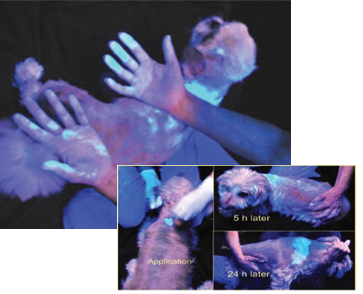  Fluorescent dye in flea spot treatment to show the transfer of pesticides onto hands. 