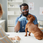 Young doctor of contemporary veterinary clinics examining sick dog