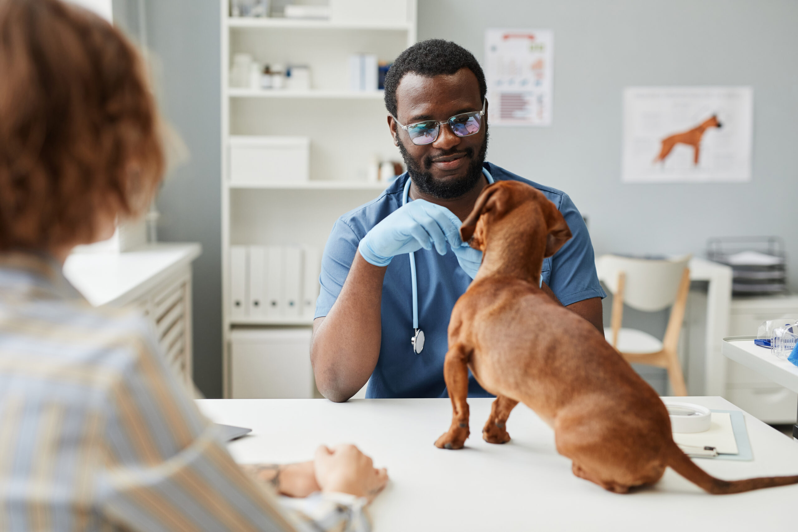 Young doctor of contemporary veterinary clinics examining sick dog