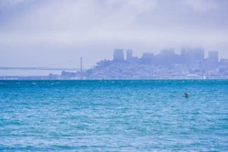 The Bay water with a seal sticking out its head. The Bay bridge and the San Francisco skyline in the background